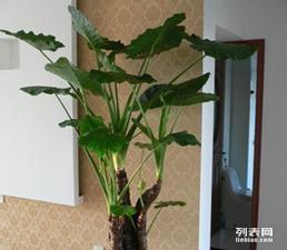 富陽花木盆景租賃與銷售 打造綠色美學(xué)生活新選擇