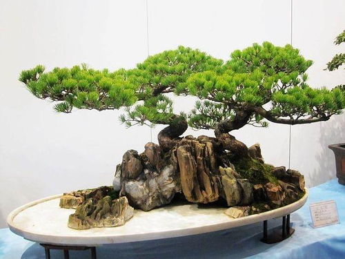 盆景修剪與教子之道