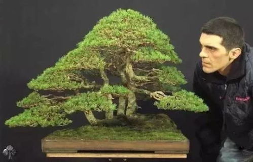 全球出鏡率最高的20件花木盆景 值一套房的天價(jià)藝術(shù)品，你見過嗎？