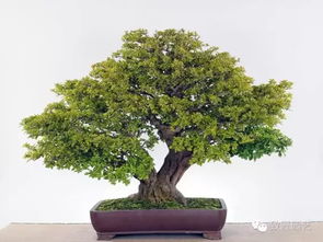 盆景知識 栽培與養(yǎng)護(hù)的九個核心要素