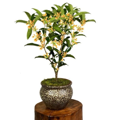 四季開花桂花樹 庭院與客廳的濃香綠植之選
